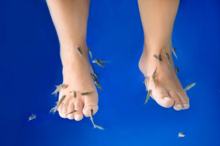 Fish Spa